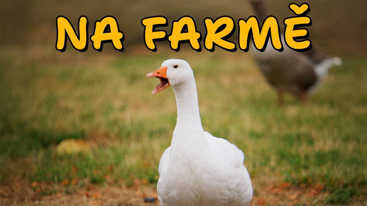 Štístko a Poupěnka - Na farmě